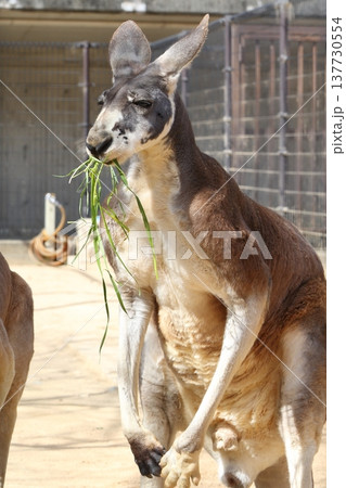 動物 カンガルー 動物 カンガルー 137730554