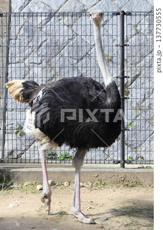 動物 ダチョウ 動物 ダチョウ 137730555