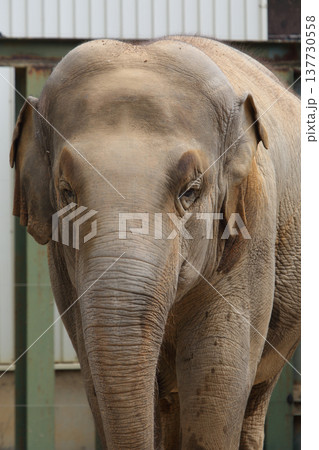 動物　ゾウ 137730558