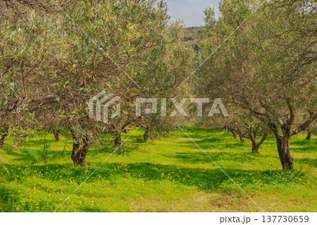 Sunny olive grove in spring with gnarled trees and vibrant green grass. Mediterranean landscape featuring silver-green foliage and distant mountains under a clear sky Sunny olive grove in spring with gnarled trees and vibrant green grass. Mediterranean landscape featuring silver-green foliage and distant mountains under a clear sky 137730659