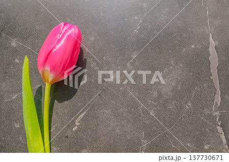 A single pink tulip on a dark marble background. Minimalist floral composition with dramatic lighting, silk texture, and large copy space for premium branding A single pink tulip on a dark marble background. Minimalist floral composition with dramatic lighting, silk texture, and large copy space for premium branding 137730671