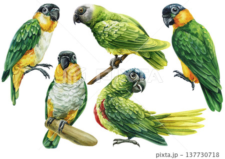 Parrot watercolor clipart set with green caique parrots on branches in different poses isolated on light background Parrot watercolor clipart set with green caique parrots on branches in different poses isolated on light background 137730718