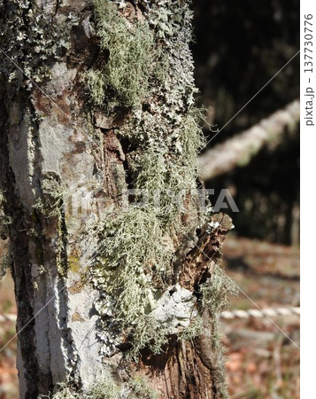 朽木に自生した「ハナゴケ」 137730776