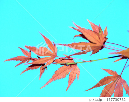 紅葉したモミジの葉 137730782