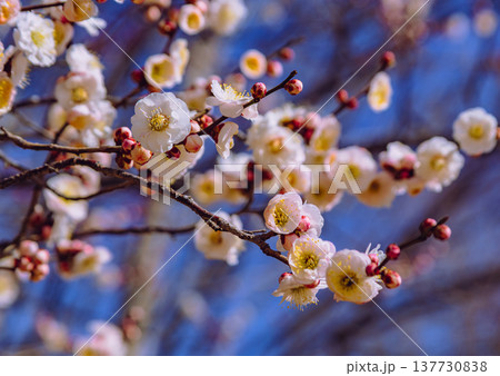 青空に映える白い梅の花 青空に映える白い梅の花 137730838