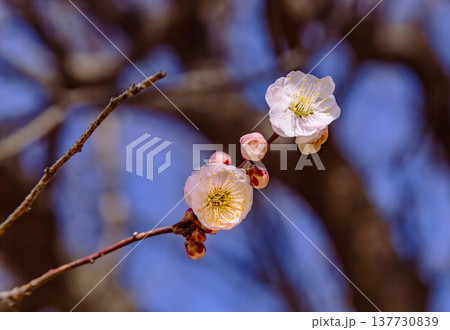 青空に映える白い梅の花 青空に映える白い梅の花 137730839