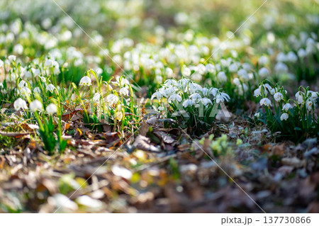 Wild Spring Snowflakes Blooming in early spring, Leucojum vernum Wild Spring Snowflakes Blooming in early spring, Leucojum vernum 137730866
