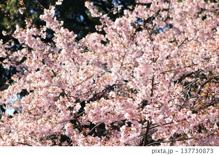 川口市で満開になった安行桜 川口市で満開になった安行桜 137730873