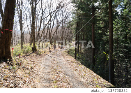 仙洞寺山の登山道（神奈川県相模原市） 137730882