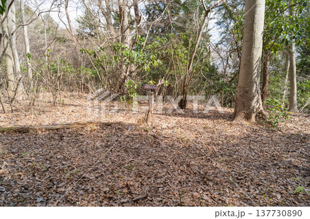 仙洞寺山の山頂（神奈川県相模原市） 137730890