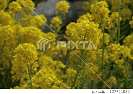 満開の菜の花 137731080