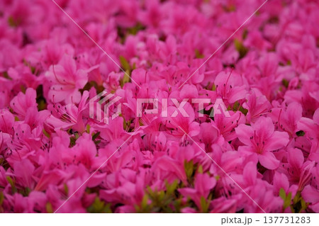 画像の中央部に焦点を定めて、新緑の季節のツツジの密集した複数のピンク色の花と葉を撮影して 画像の中央部に焦点を定めて、新緑の季節のツツジの密集した複数のピンク色の花と葉を撮影して 137731283