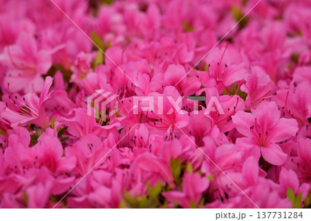 画像の中央部に焦点を定めて、新緑の季節のツツジの密集した複数のピンク色の花と葉を撮影して 画像の中央部に焦点を定めて、新緑の季節のツツジの密集した複数のピンク色の花と葉を撮影して 137731284
