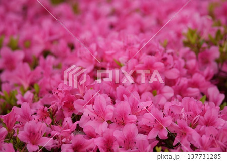 画像の中央部に焦点を定めて、新緑の季節のツツジの密集した複数のピンク色の花と葉を撮影して 137731285