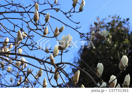 早春の庭に咲く白いハクモクレンの花 137731361