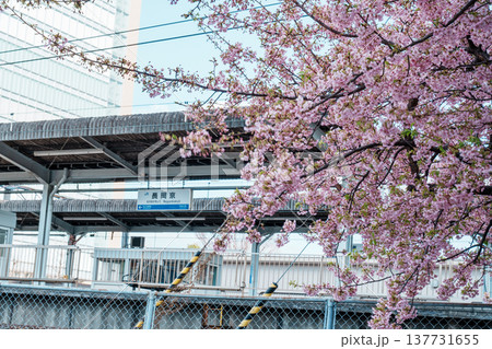 桜が咲くJR長岡京駅 桜が咲くJR長岡京駅 137731655