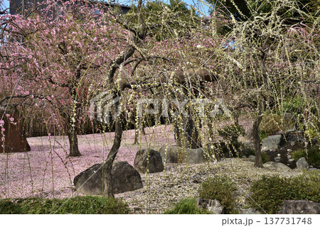 城南宮神苑　枝垂れ梅と花びらの絨毯(京都市伏見区) 137731748