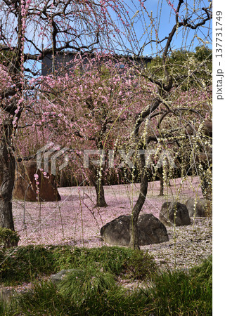 城南宮神苑 枝垂れ梅と花びらの絨毯(京都市伏見区) 城南宮神苑 枝垂れ梅と花びらの絨毯(京都市伏見区) 137731749