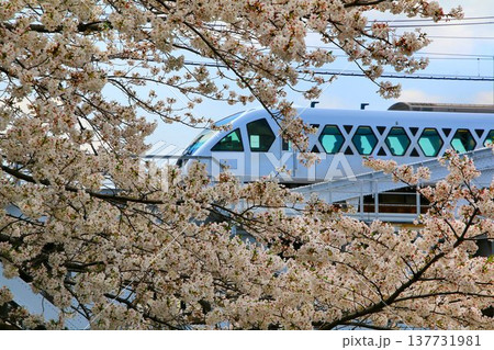 桜と共に輝く白磁の超豪華特急は日光・鬼怒川へ… 東武鉄道・特急『スペーシアX』とスカイツリー 桜と共に輝く白磁の超豪華特急は日光・鬼怒川へ… 東武鉄道・特急『スペーシアX』とスカイツリー 137731981