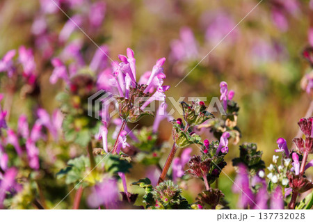 ホトケノザの花が咲き誇る 137732028