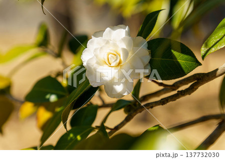 白いサザンカの花 白いサザンカの花 137732030