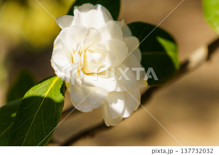 白いサザンカの花 137732032