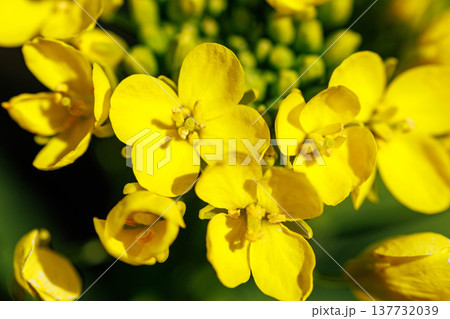 春の訪れを告げる菜の花とみつばち 137732039