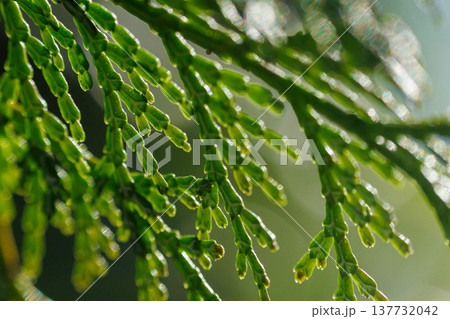 日差しを浴びるヒノキのヒバ 137732042