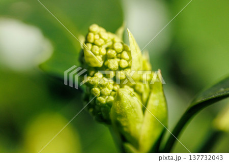 花を咲かせる前の蕾 137732043