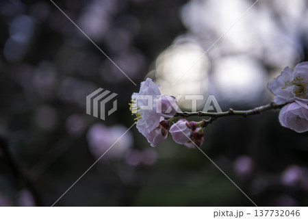 春の訪れを告げる梅の花 137732046