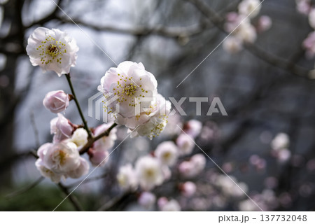 梅の花のある風景 137732048