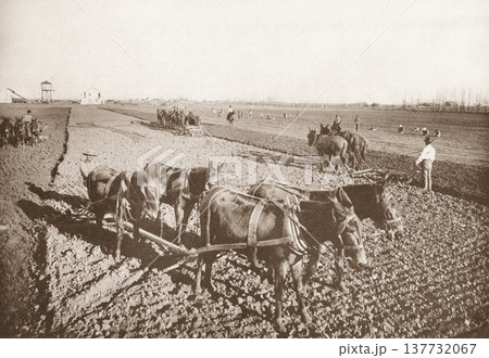 古写真 1916年 米国南部 トラクター普及以前のラバによる大規模耕作の風景 古写真 1916年 米国南部 トラクター普及以前のラバによる大規模耕作の風景 137732067