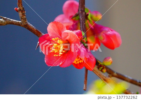 ボケの花 137732262