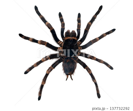 A giant tropical tarantula with a body covered in hair moves slowly on a white surface. This species, called Acanthoscurria, shows its distinct features clearly. A giant tropical tarantula with a body covered in hair moves slowly on a white surface. This species, called Acanthoscurria, shows its distinct features clearly. 137732292