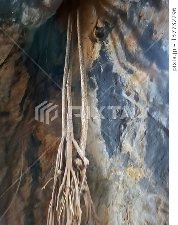 Roots hang from the ceiling of a dark cave, connecting with the rocky surface below. The scene shows the unique interaction of nature in an underground space. Roots hang from the ceiling of a dark cave, connecting with the rocky surface below. The scene shows the unique interaction of nature in an underground space. 137732296