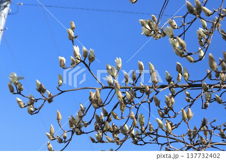 早春の公園に咲く白いハクモクレンの花 137732402