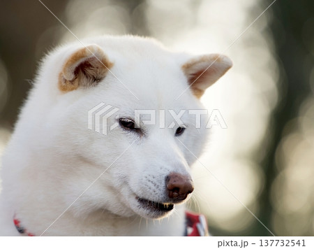 柴犬のポートレート 137732541