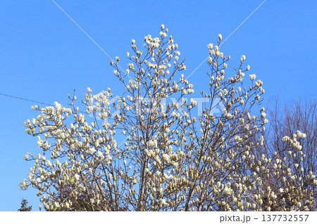 早春の山野に咲く白いハクモクレンの花 137732557