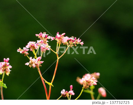 ピンク色の小さな赤ソバの花 137732725