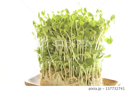 豆苗 137732741