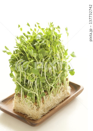 豆苗 137732742