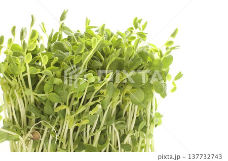 豆苗 豆苗 137732743