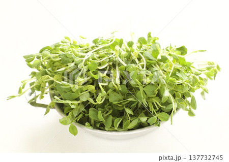 豆苗 137732745