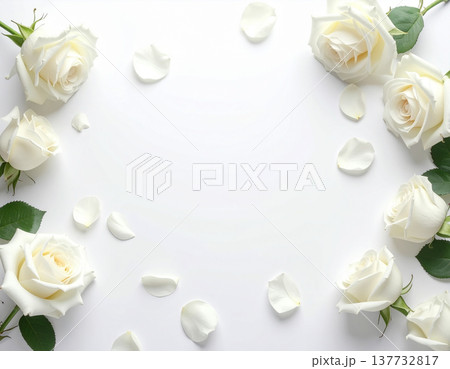 清廉なる純白の輝き、白背景に舞い散る気高き薔薇のフレーム 清廉なる純白の輝き、白背景に舞い散る気高き薔薇のフレーム 137732817