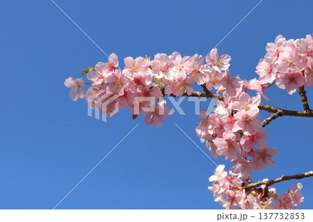 早春の庭に咲くピンク色のカワヅザクラの花 137732853