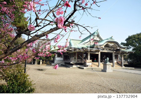 豊国神社に咲く梅の花 豊国神社に咲く梅の花 137732904