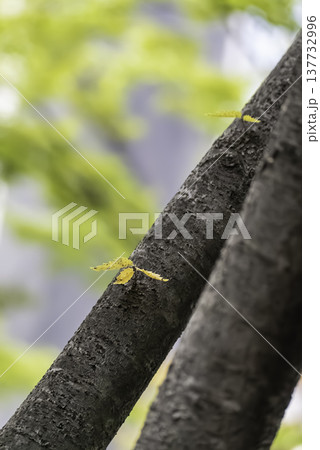 小さな黄色い葉 137732996