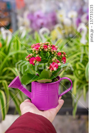 Watering can planter with pink kalanchoe flowers in hand inside plant nursery display with green foliage background. Garden gift, retail plant shop display Watering can planter with pink kalanchoe flowers in hand inside plant nursery display with green foliage background. Garden gift, retail plant shop display 137733135