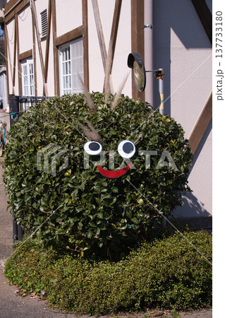 くりはま花の国の植物の顔 くりはま花の国の植物の顔 137733180
