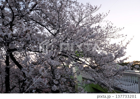 愛知県名古屋市_荒子川公園の桜45_2025年4月 愛知県名古屋市_荒子川公園の桜45_2025年4月 137733201